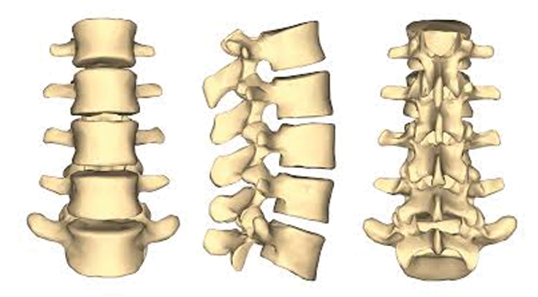 Lumbar spinal section